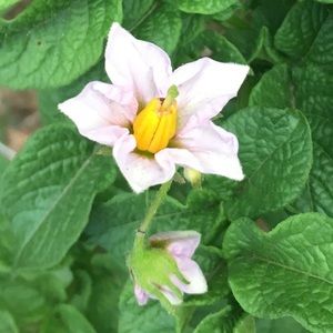 Meet your Posher, Korina